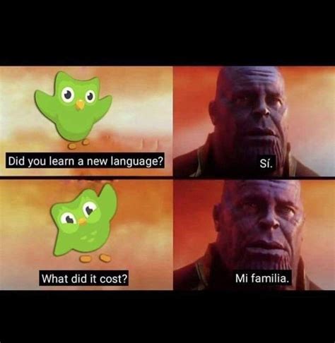memes duolingo